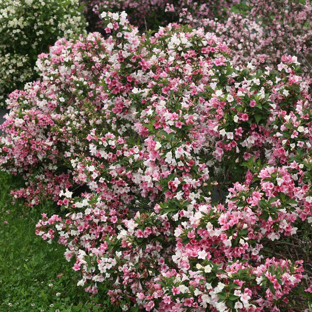 Weigela florida 'Carnaval'